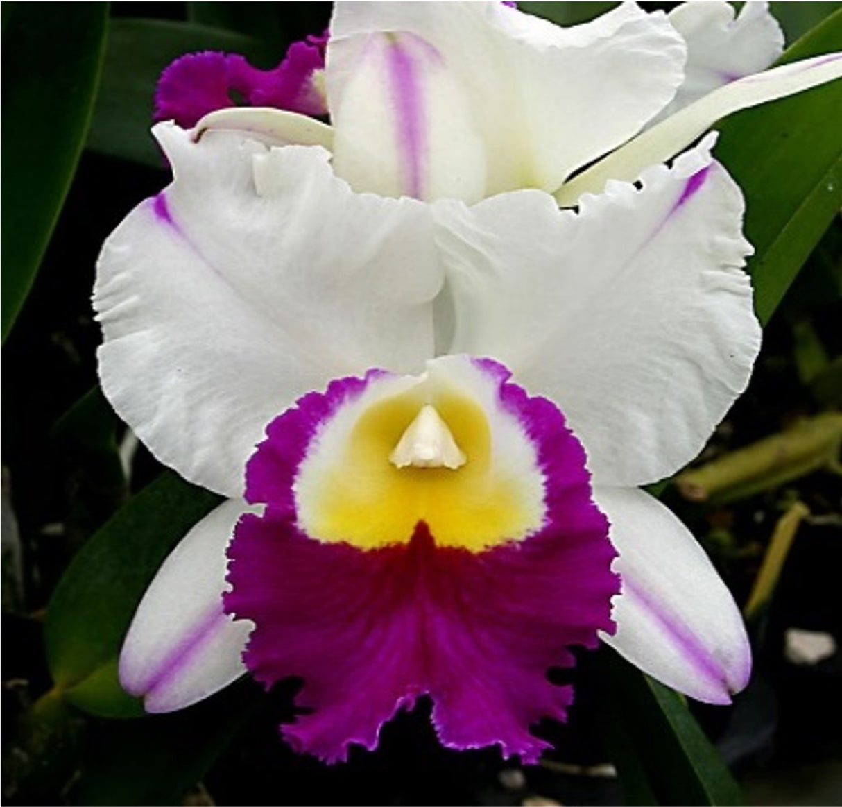 Rhyncholaeliocattleya Mem. Anna Balmores 'Carmela'