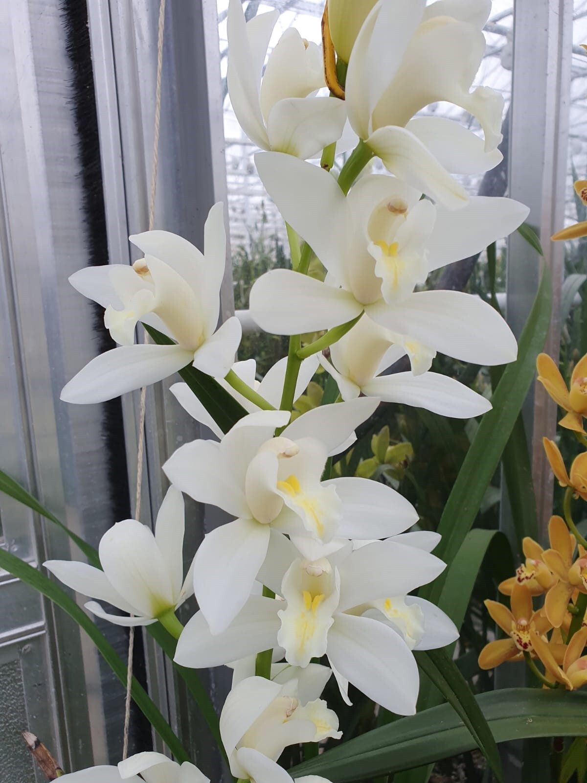 Cymbidium 'Pure Delight'
