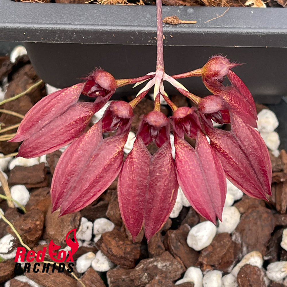 Bulbophyllum Rita Lai 'Maroon'
