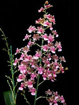 Oncidium Rosey Sunset 'Pacific Satin'