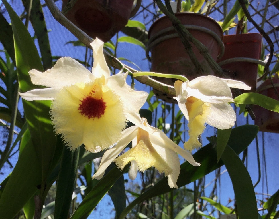 Dendrobium fimbriatum x aphyllum