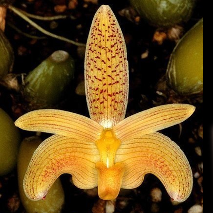 Bulbophyllum palawanense