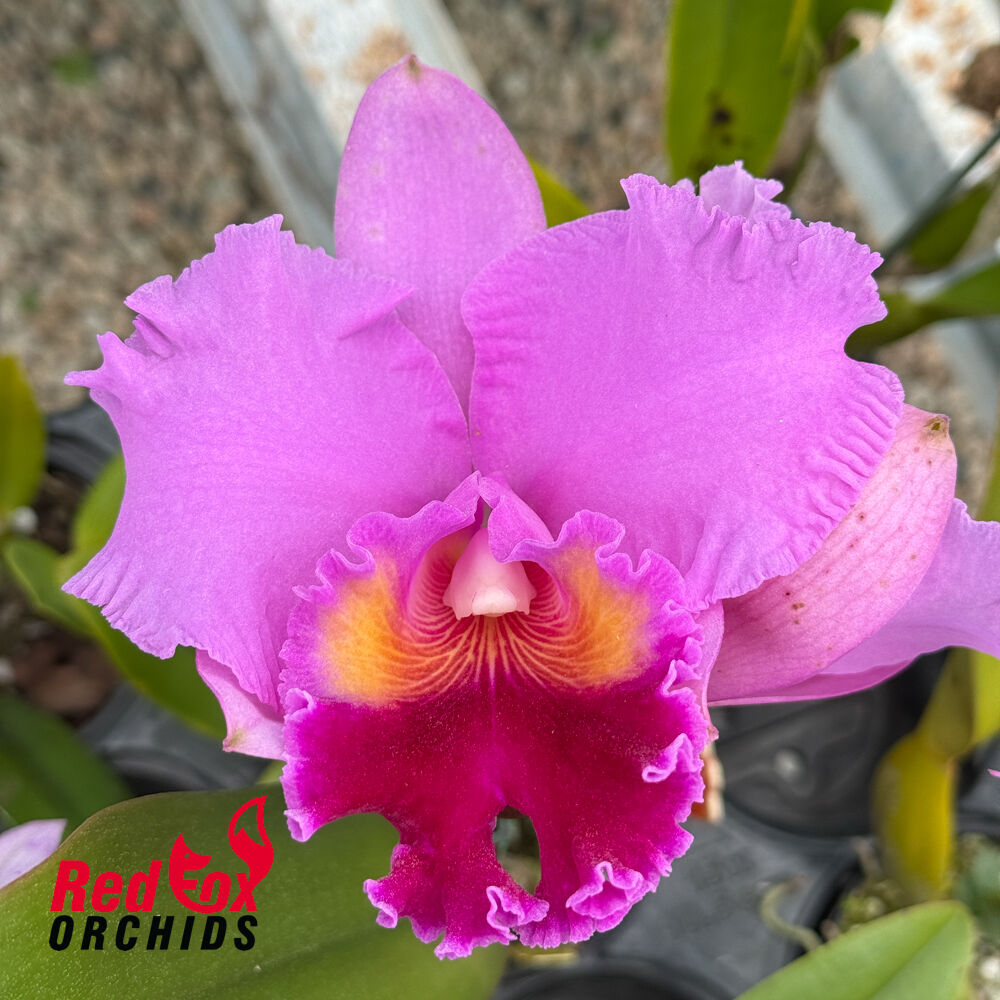 Cattleya Drumbeat Heritage