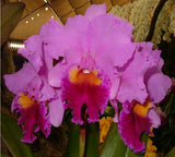 Cattleya Drumbeat Heritage