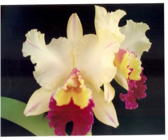 Rhyncholaeliocattleya Fabiana Lahr 'Machado #4'