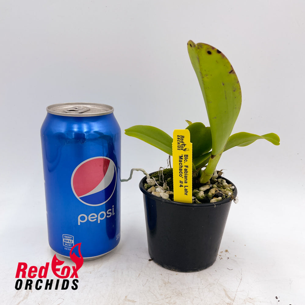 Rhyncholaeliocattleya Fabiana Lahr 'Machado #4'