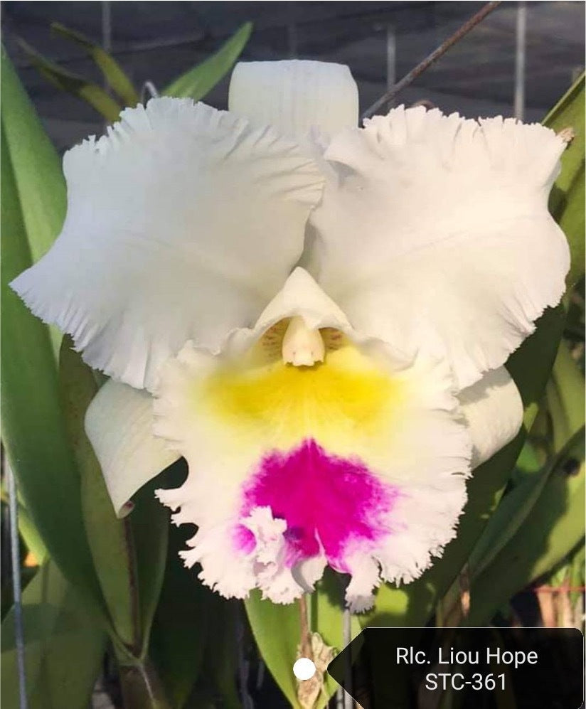 Rhyncholaeliocattleya Liou Hope