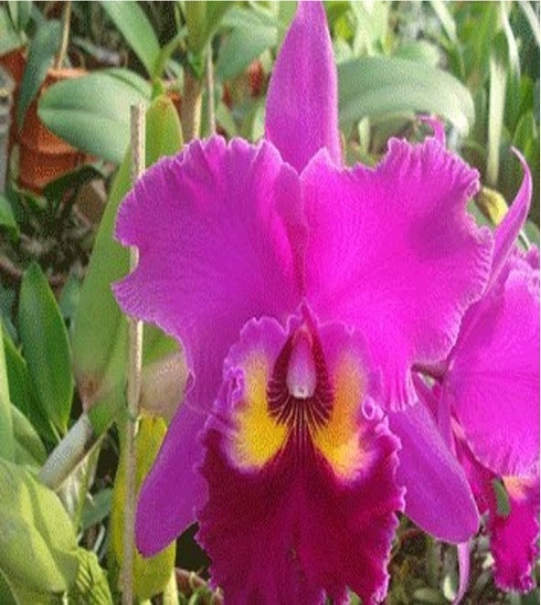 Rhyncholaeliocattleya Sunset Color Chart 'Red Rose'