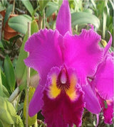 Rhyncholaeliocattleya Sunset Color Chart 'Red Rose'