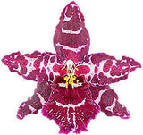 Oncostele Stirbic 'Favourite'