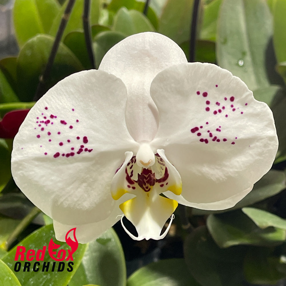 Phalaenopsis King