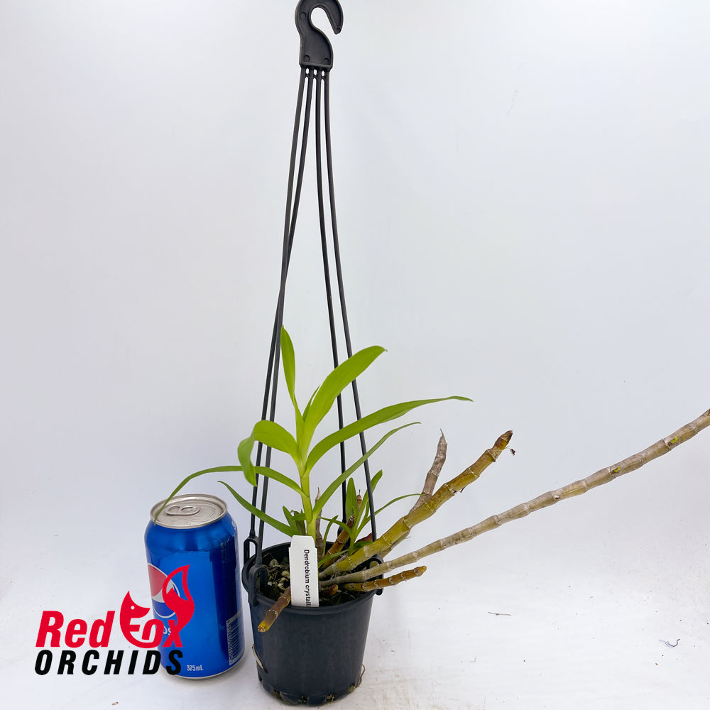 Dendrobium crystallinum