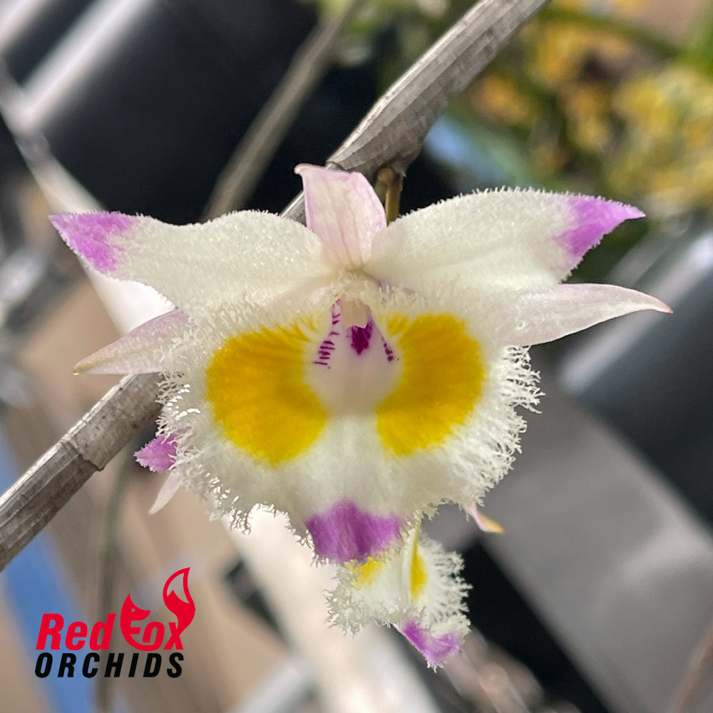Dendrobium devonianum