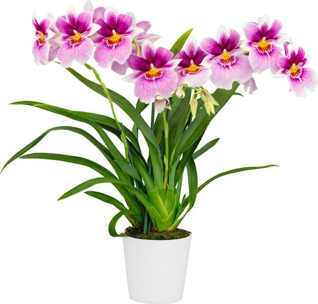 Miltoniopsis 17528