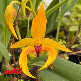 Bulbophyllum Michael Wright