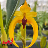 Bulbophyllum Michael Wright