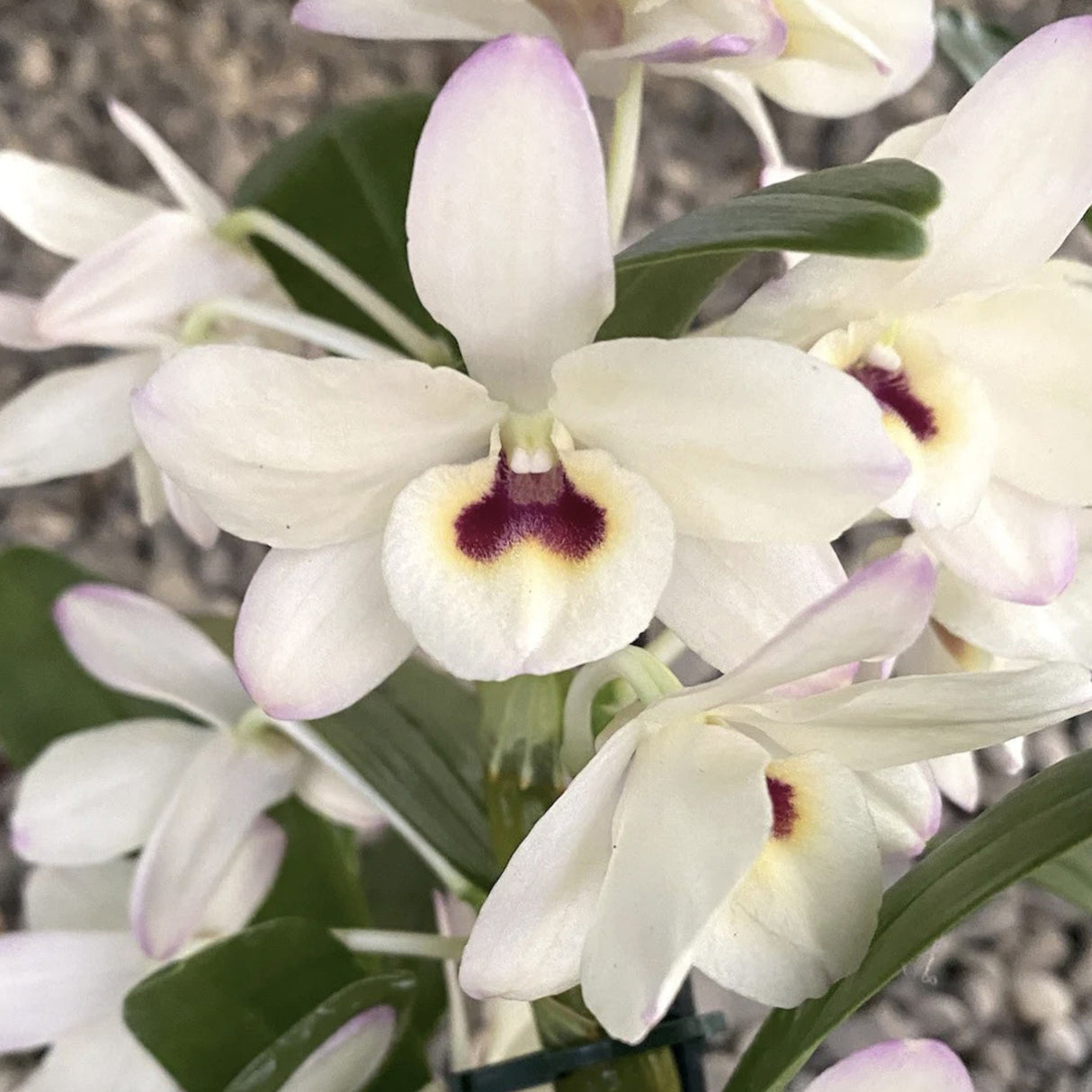 Dendrobium To My Kids 'Snow White'
