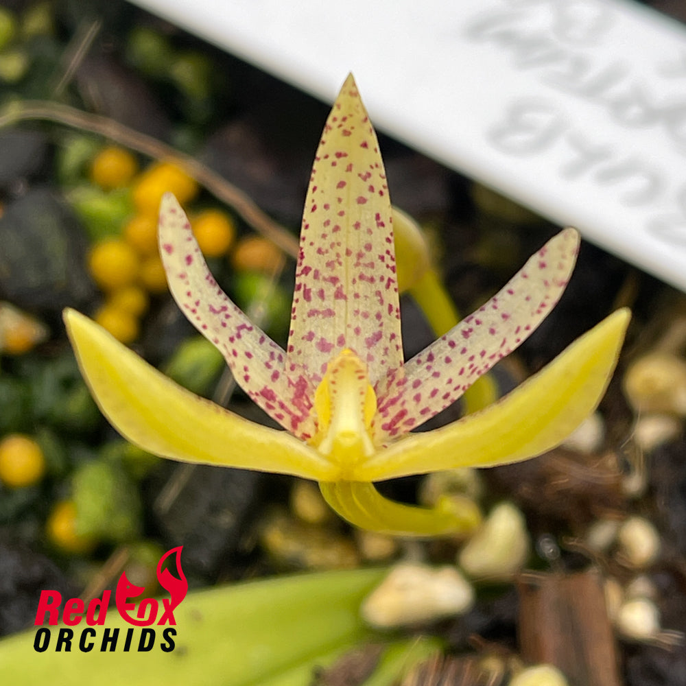 Bulbophyllum tortum