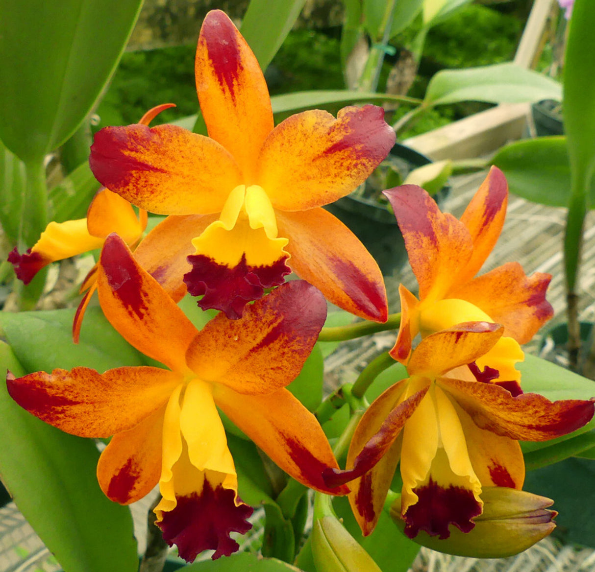 Cattlianthe Varut Startrack ' Golden Tiger'