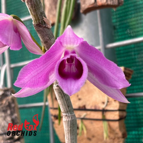 Dendrobium magnificum