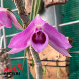 Dendrobium magnificum