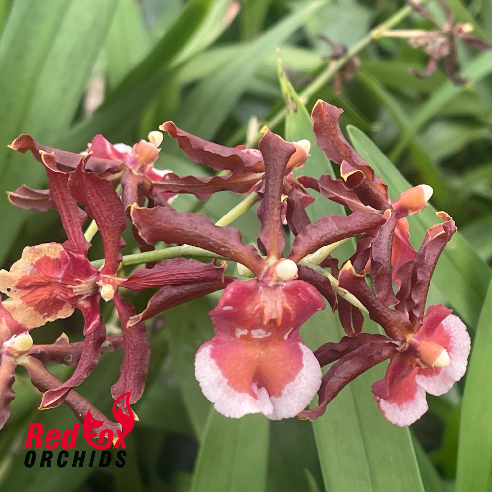 Oncostele Rontante 'Sunrise'