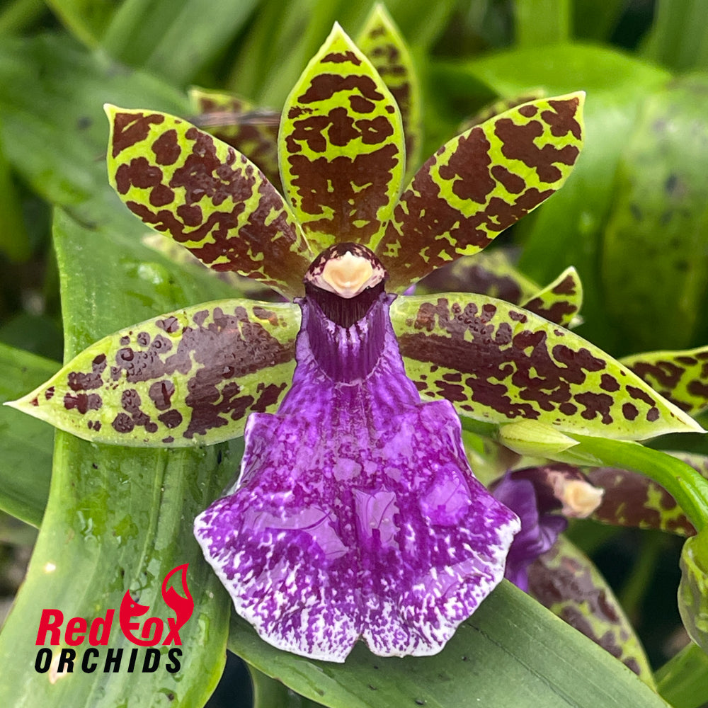 Zygopetalum maculatum 'Trozy Blue'