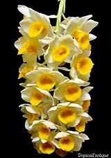 Dendrobium guiberti