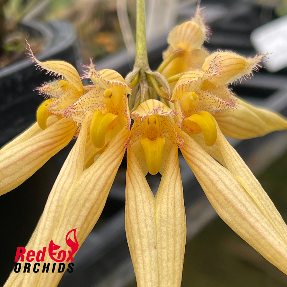 Bulbophyllum Eed