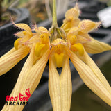 Bulbophyllum Eed