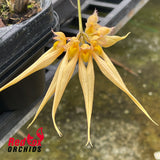 Bulbophyllum Eed