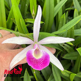 Brassocattleya Yuan Nan Star War