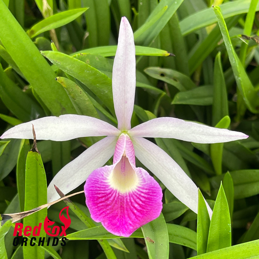 Brassocattleya Yuan Nan Star War