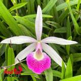 Brassocattleya Yuan Nan Star War