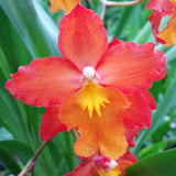 Wilsonara Firecat 'Highlight'