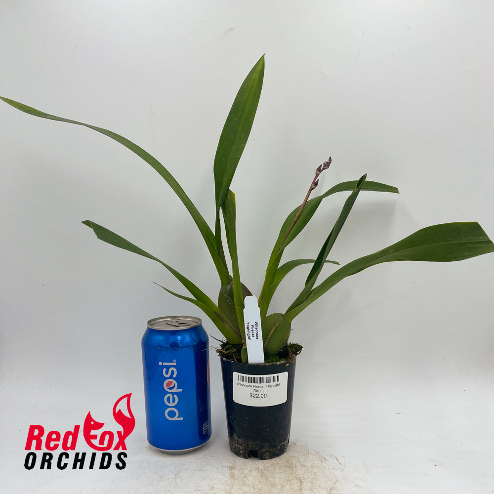 Wilsonara Firecat 'Highlight'