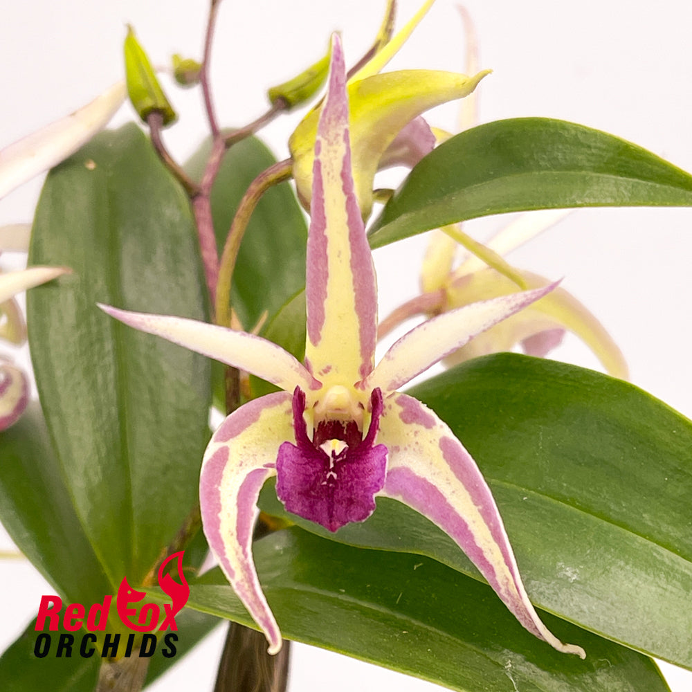 Dendrobium Gympie Fireworks