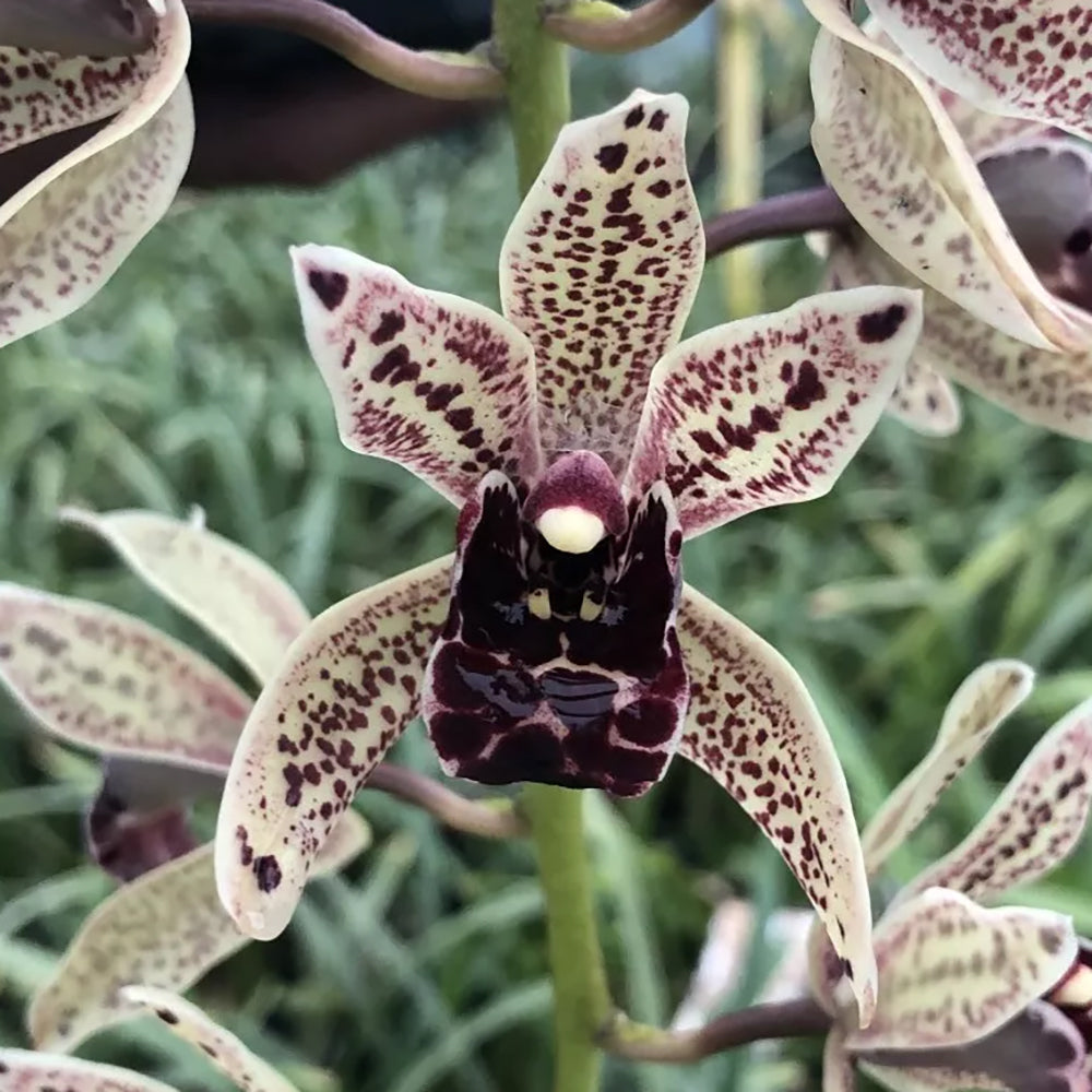 Cymbidium Funky Devon 'Gerard'