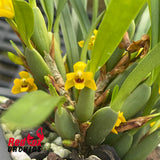 Maxillaria variabilis