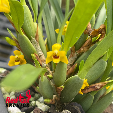 Maxillaria variabilis