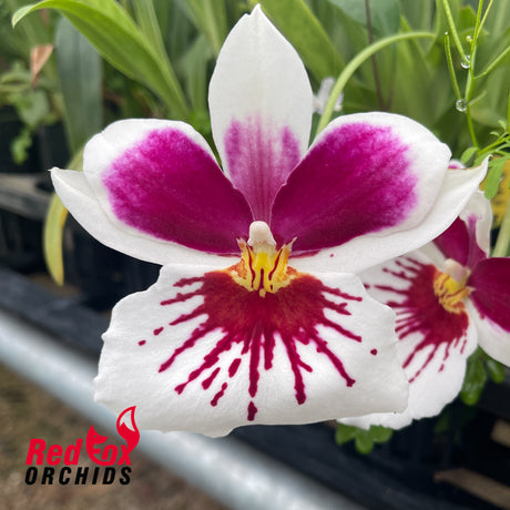 Miltoniopsis 17525
