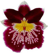 Miltoniopsis Algebra
