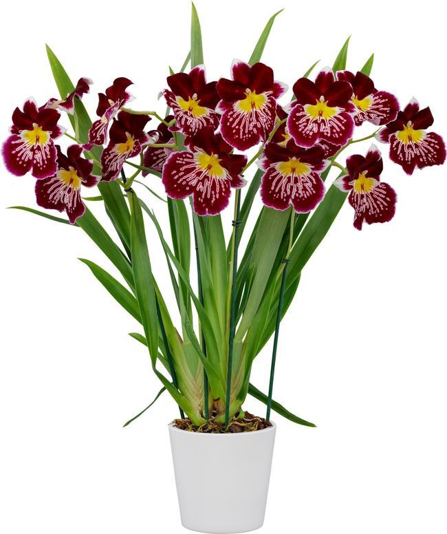 Miltoniopsis Algebra