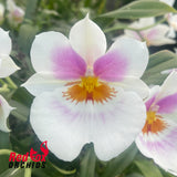 Miltoniopsis Darling Blossom