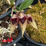 Bulbophyllum Meen Juvenile Hawk