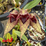 Bulbophyllum Meen Juvenile Hawk