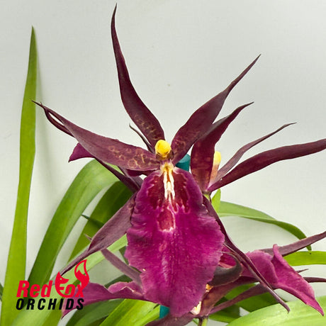 Miltassia Royal Robe