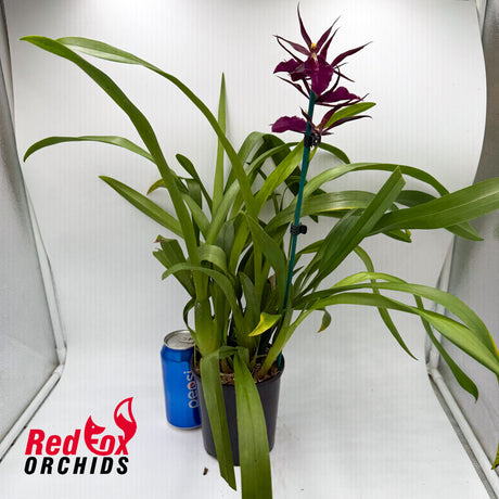 Miltassia Royal Robe