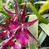 Miltassia Royal Robe