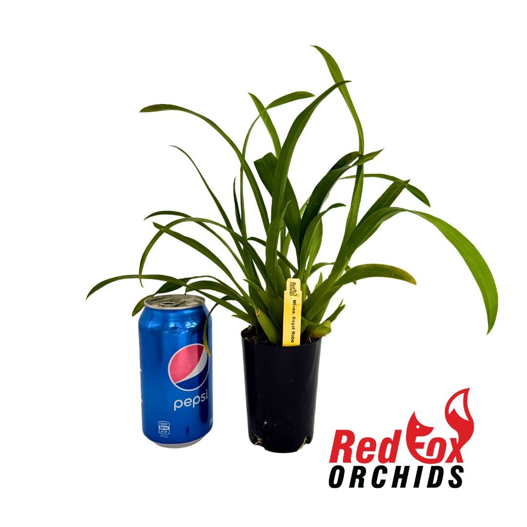 Miltassia Royal Robe